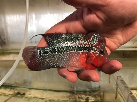<strong>Flowerhorn cichlids</strong> are ornamental aquarium fish noted for their vivid colors and the distinctively shaped heads for which they are named. . Flowerhorn thailand buy online